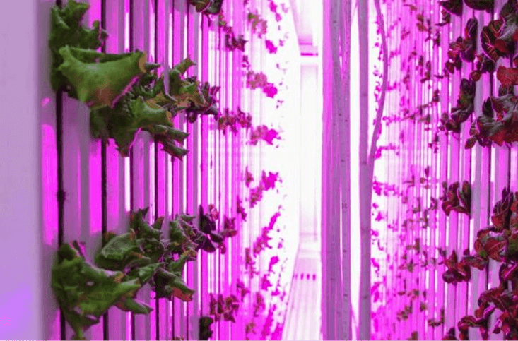 Vertical hydroponic garden