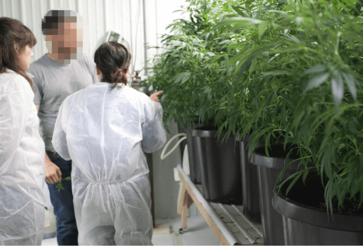 conducting ethnography in cannabis growroom